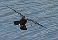 * Nomination Jackdaw in flight, Helsinki, Finland --Thermos 15:13, 2 October 2007 (UTC) * Promotion  Comment The image page could benefit with some more details: Add the location in the description. Why not add the Birds in Finland cat too? And I suggest you add some geodata. Concerning the photo I think it is a nice and sharp catch, I have never seen a corvus from that angle before. If you improve the image page I will promote. -- Slaunger 19:15, 2 October 2007 (UTC) Improved image page, i.e. added location and category. --Thermos 03:56, 3 October 2007 (UTC) Issues fixed. Promoted. -- Slaunger 09:54, 3 October 2007 (UTC)  Support Sharp, good use of DOF, nice composition. QI.