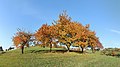 * Nomination: Apple trees in fall --Knipptang 15:13, 22 November 2012 (UTC) * WARNING: third template parameter added – please remove.