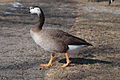 * Nomination A hybrid goose I'm told, between branta canadensis and possibly anser cygnoides or anser anser --Dori 23:17, 17 March 2008 (UTC) * Promotion Focus is a bit off, but it's nothing major. --Aqwis 23:55, 23 March 2008 (UTC)