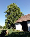 Čeština: Lípa u Hlinické hájovny v Hlinici, okres Tábor, památný strom č. 105503. English: Tilia cordata, a memorable tree in Hlinice, Tábor District, south Bohemia, Czech Republic.