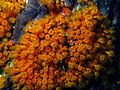 * Nomination Yellow cluster anemone (Parazoanthus axinellae) in marine protected area Isola di Ustica (Underwater pic) By User:Silvana Gallio --Civvì 10:26, 12 October 2024 (UTC) * Decline  Oppose Not sharp. --Sebring12Hrs 19:03, 20 October 2024 (UTC)