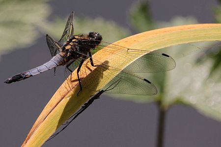 A black-tailed skimmer with some different insect positioned downside a leaf