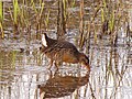 Crystal River, Citrus County, Florida