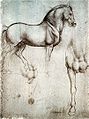 Study of horse.