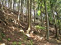 Tanzawa Mountains, Kanagawa