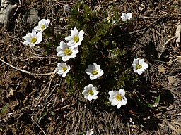 Anemone drummondii