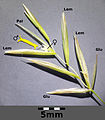 Spikelet: Glu = Gluma Lem = Lemma Pal = Palea