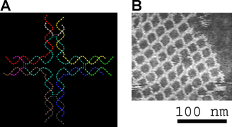 March 1: Self-assembly of DNA into nanostructures.