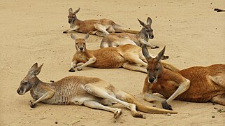 Kangaroos