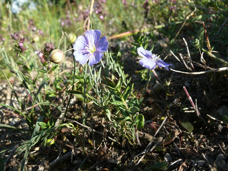 File:Linum leonii 100616 .JPG