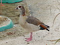 Deutsch: Wilde Nilgans (Alopochen aegyptiacus) im Tierpark Bochum. English: Feral Egyptian goose (Alopochen aegyptiacus) in the Tierpark Bochum, Germany.   This file was uploaded with Commonist.