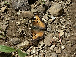 Nymphalis californica