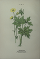 Ranunculus acris plate 18 in: Wayside and woodland blossoms, 1895