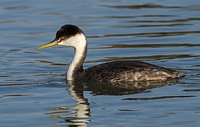 Western Grebe (Aechmophorus occidentalis) IV.jpg