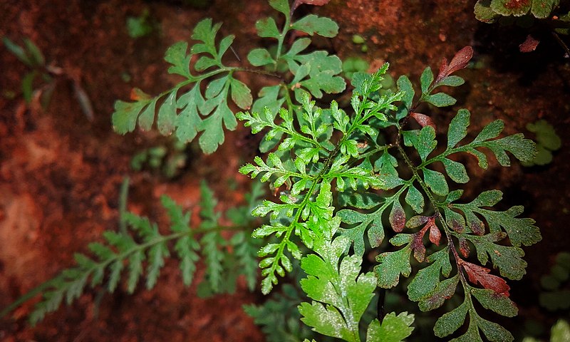 File:A mini plant.jpg