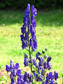 Aconitum napellus (inflorescence) 03.JPG