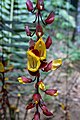 * Nomination: Thunbergia mysorensis flower in Paraty, Brazil --Mike Peel 08:57, 16 October 2024 (UTC) * * Review needed