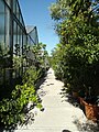 Deutsch: Gewächshäuser im Botanischen Garten Bochum. English: Greenhouses in the Bochum botanical garden.