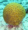 Brain coral.