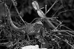 Thumbnail for File:COMMON GARDEN LIZARD.jpg