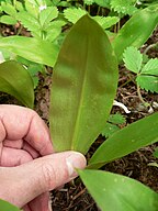 Clintonia uniflora