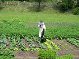 Čeština: Strašák v Dobkovičkách. Okres Litoměřice, Česká republika. English: Scarecrow at Dobkovičky village, Litoměřice District, Czech Republic.