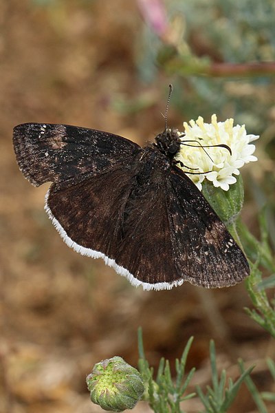 File:Erynnis funeralis 7919.JPG