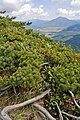 Mt. Shibutsu, Honshū, Japan