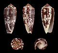 * Nomination Shell of a Striate Cone, Conus striatus --Llez 09:48, 28 January 2012 (UTC) * Promotion Excellent quality--Should be nominated for FP--Gauravjuvekar 13:42, 28 January 2012 (UTC)