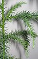 One-year old Cryptomeria, trunk, shoot