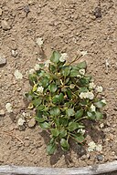 Eriogonum pyrolifolium