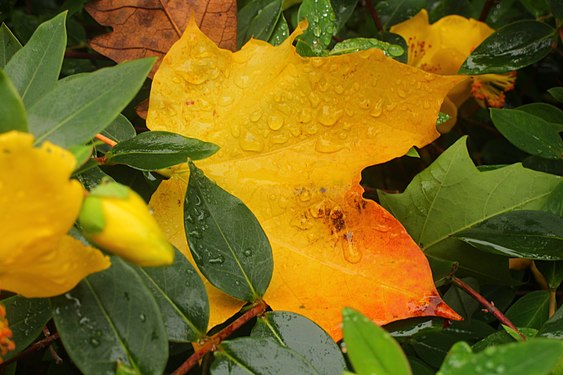 A fallen yellow autumn leaf.