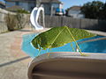 * Nomination A Katydid (Tettigoniidae) in a suburban setting. --♫ Bitch and Complain Sooner ♫ 18:36, 8 October 2007 (UTC) * Promotion The DOF could be a bit wider, but still QI IMO. Dori - Talk 03:03, 9 October 2007 (UTC)