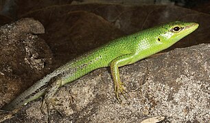 October 20: A Lamprolepis smaragdina skink.