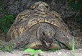 * Nomination: Leopard Tortoise. --Muhammad Mahdi Karim 15:09, 17 December 2007 (UTC) * * Review needed