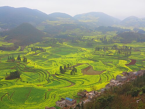 rapeseed teraces in Yunnan