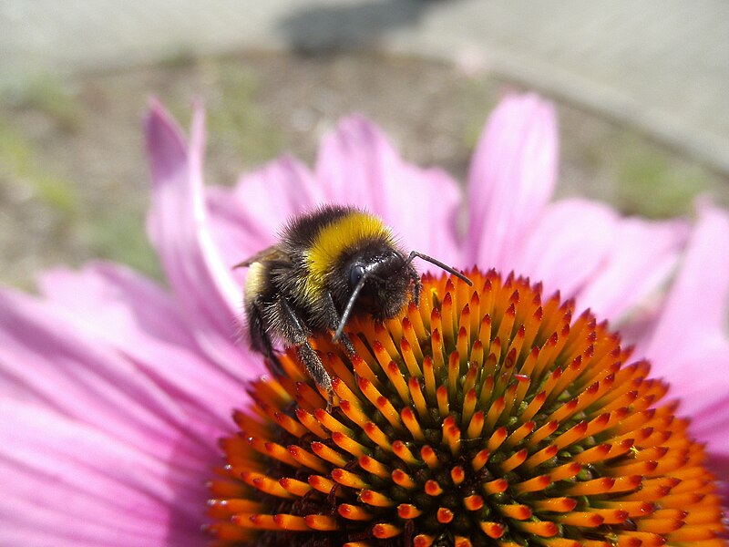 File:Hummeln-Echinacea purpurea-4.jpg