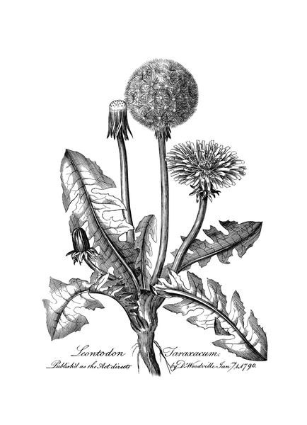 File:Medical Botany 1790-0001 0032.png