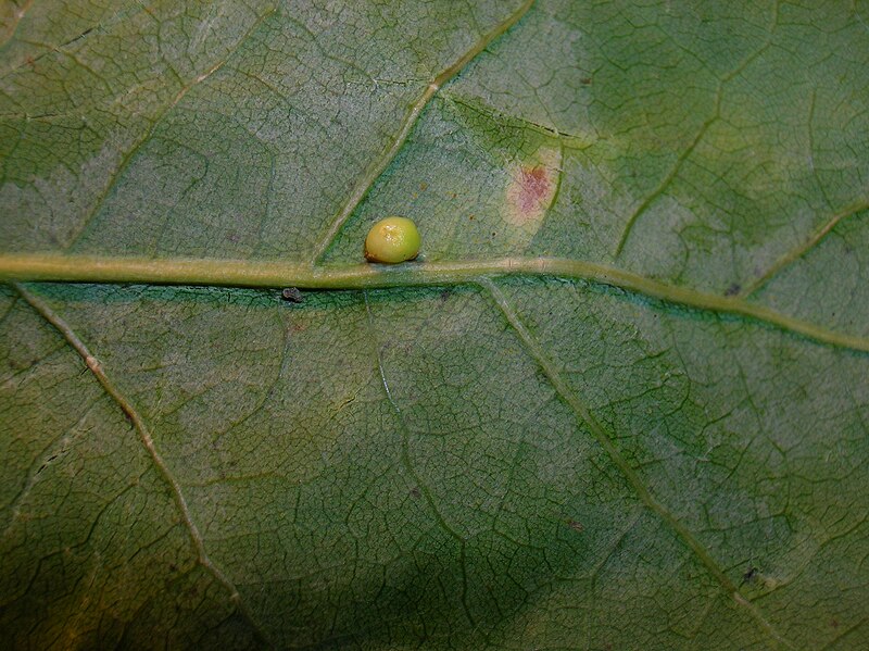 File:Oyster Gall on Oak leaf.JPG