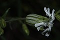 Silene parryi