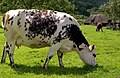 Vache normande