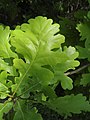 Leaves of the subspecies Q. r. ssp. pedunculiflora.