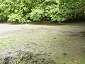 Autre vieille coque quasi disparue sur la rive gauche de la partie amont de la ria du Belon dans une petite anse proche de l'anse de Kertanguy.