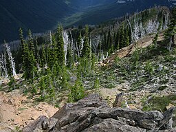 Abies lasiocarpa