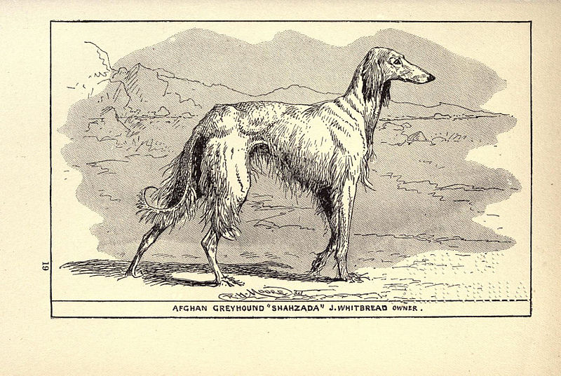 File:Afghan Greyhound BDL.jpg