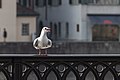 * Nomination Adult (+1cy) winter plumage Black-headed Gull (Chroicocephalus ridibundus) waiting for the food --Ximeg 13:52, 21 December 2012 (UTC) * Promotion OK for QI --NorbertNagel 20:58, 21 December 2012 (UTC)