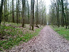 Keltenanlage Brehmen Nordflanke.jpg