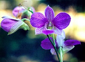 orchid (Dendrobium)