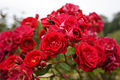 "Rose_Eutin_バラ_オイティン_(6328798576).jpg" by User:Tm