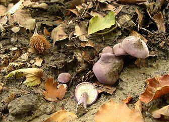 Rugosomyces ionides syn.: Calocybe ionides